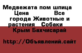 Медвежата пом шпица › Цена ­ 40 000 - Все города Животные и растения » Собаки   . Крым,Бахчисарай